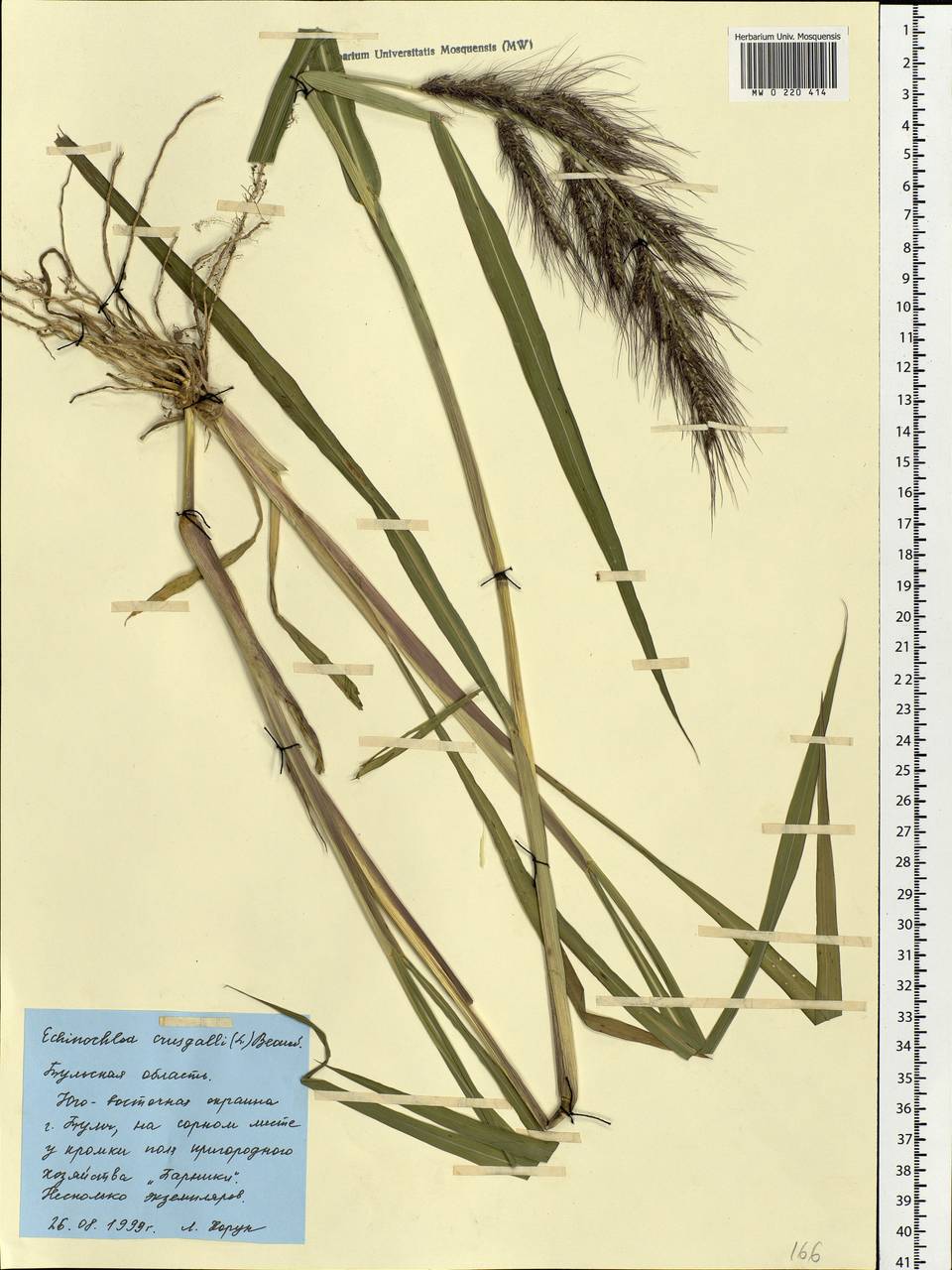 Echinochloa crus-galli (L.) P.Beauv., Eastern Europe, Central region (E4) (Russia)