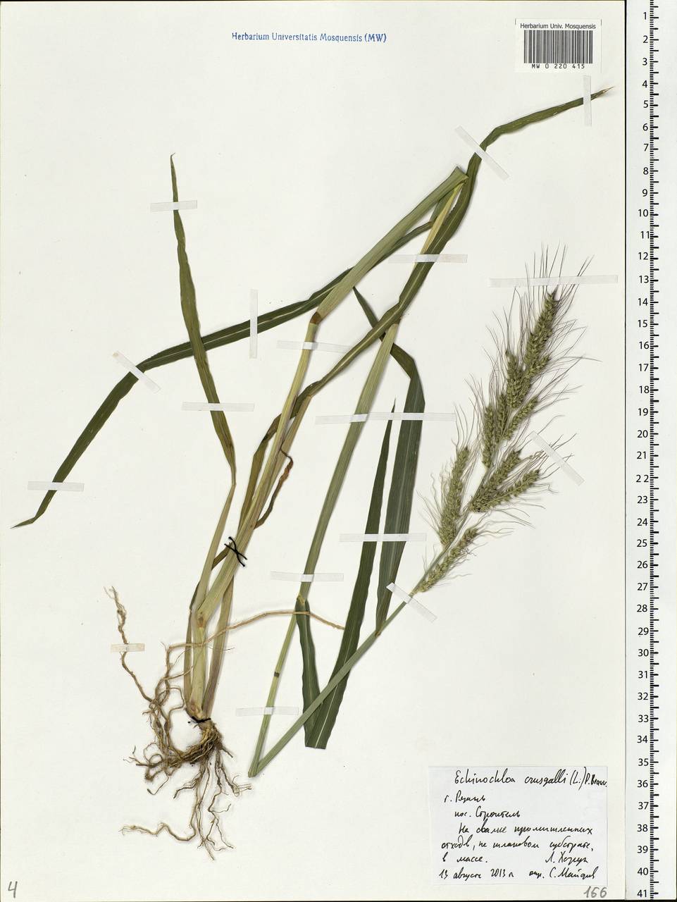 Echinochloa crus-galli (L.) P.Beauv., Eastern Europe, Central region (E4) (Russia)