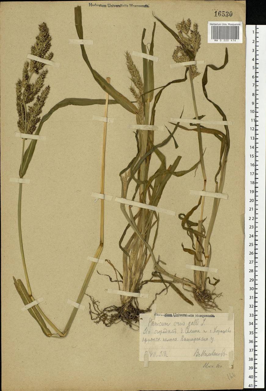 Echinochloa crus-galli (L.) P.Beauv., Eastern Europe, Moscow region (E4a) (Russia)