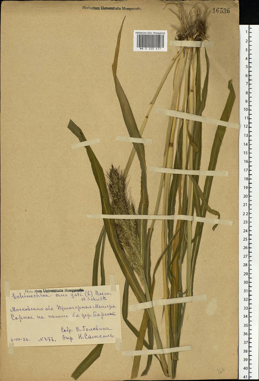 Echinochloa crus-galli (L.) P.Beauv., Eastern Europe, Central region (E4) (Russia)