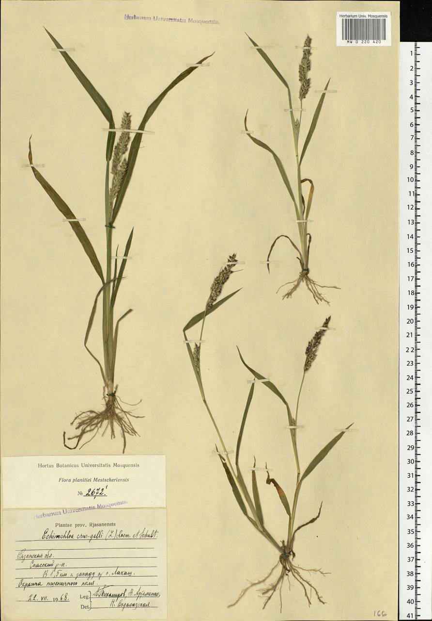 Echinochloa crus-galli (L.) P.Beauv., Eastern Europe, Central region (E4) (Russia)