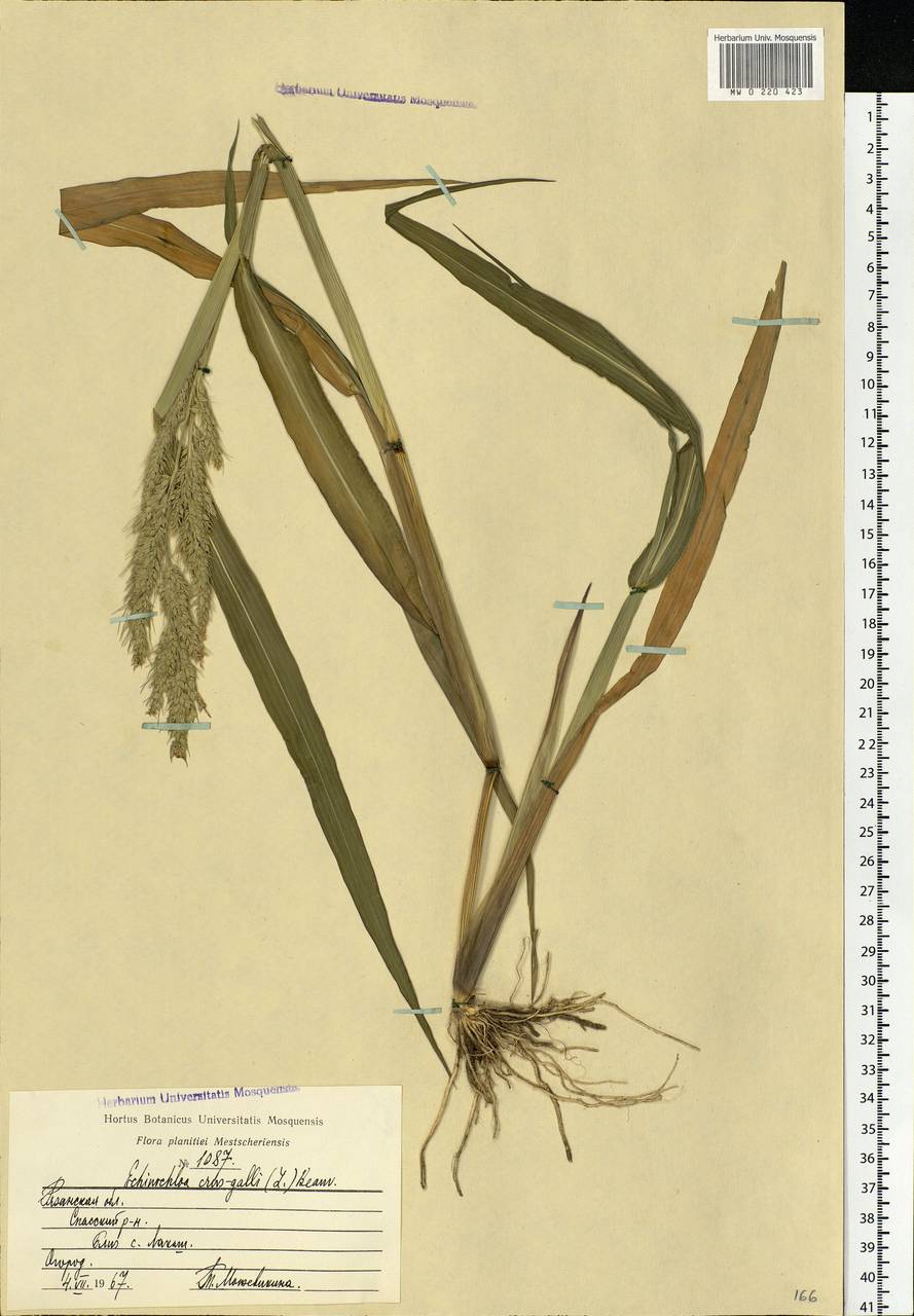 Echinochloa crus-galli (L.) P.Beauv., Eastern Europe, Central region (E4) (Russia)