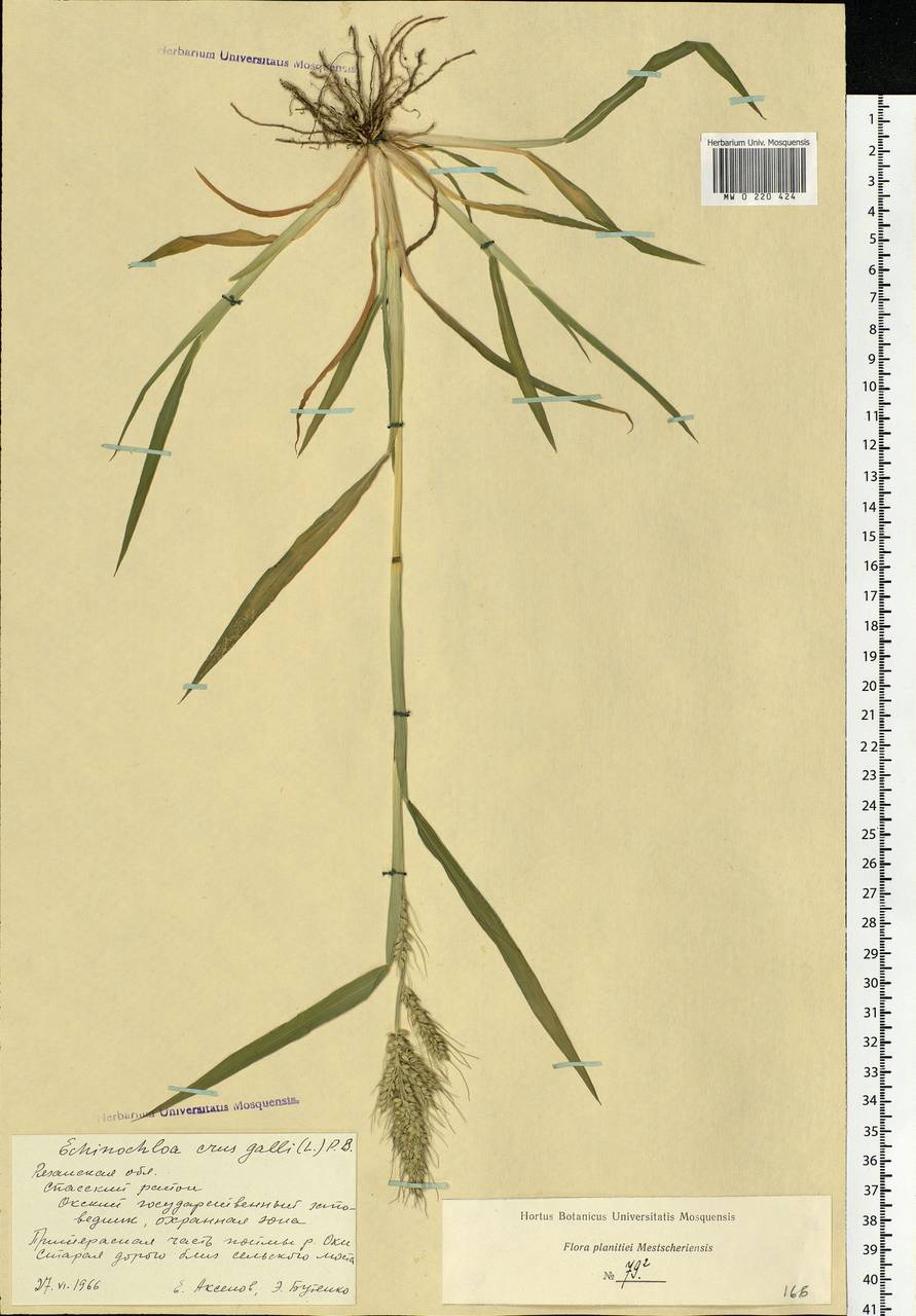 Echinochloa crus-galli (L.) P.Beauv., Eastern Europe, Central region (E4) (Russia)