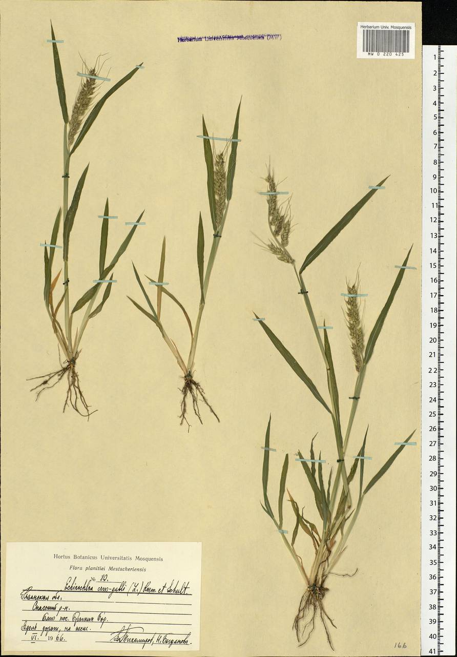 Echinochloa crus-galli (L.) P.Beauv., Eastern Europe, Central region (E4) (Russia)