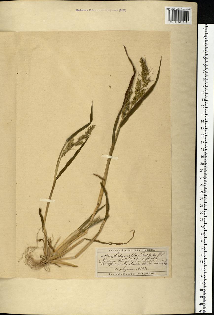 Echinochloa crus-galli (L.) P.Beauv., Eastern Europe, Moscow region (E4a) (Russia)