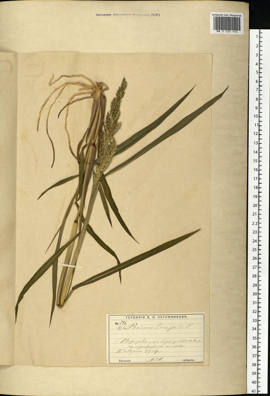 Echinochloa crus-galli (L.) P.Beauv., Eastern Europe, Moscow region (E4a) (Russia)