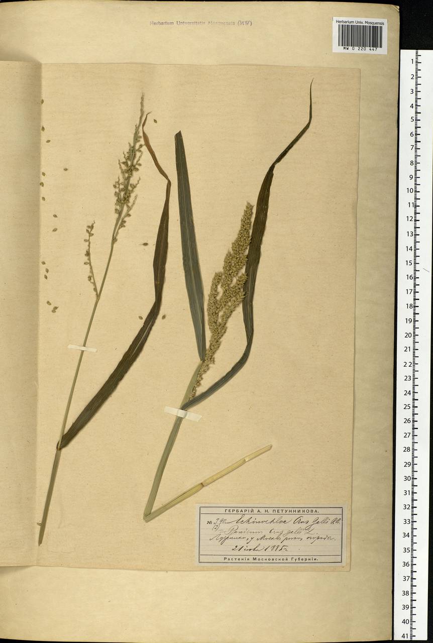 Echinochloa crus-galli (L.) P.Beauv., Eastern Europe, Moscow region (E4a) (Russia)
