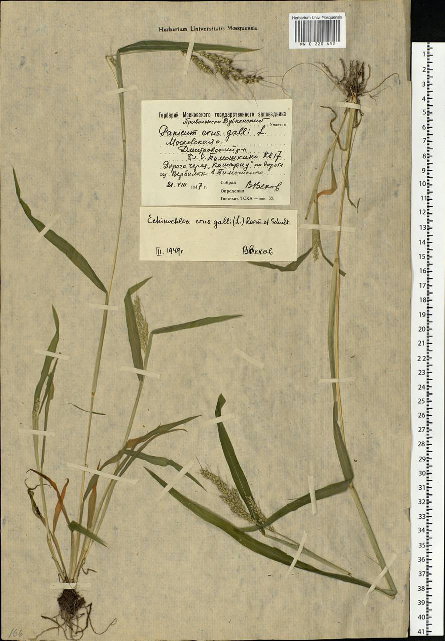 Echinochloa crus-galli (L.) P.Beauv., Eastern Europe, Moscow region (E4a) (Russia)