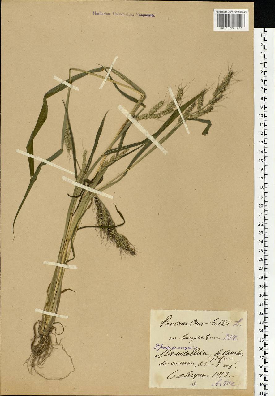 Echinochloa crus-galli (L.) P.Beauv., Eastern Europe, Moscow region (E4a) (Russia)