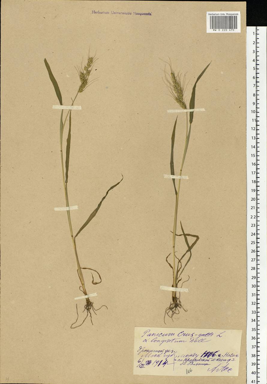 Echinochloa crus-galli (L.) P.Beauv., Eastern Europe, Moscow region (E4a) (Russia)