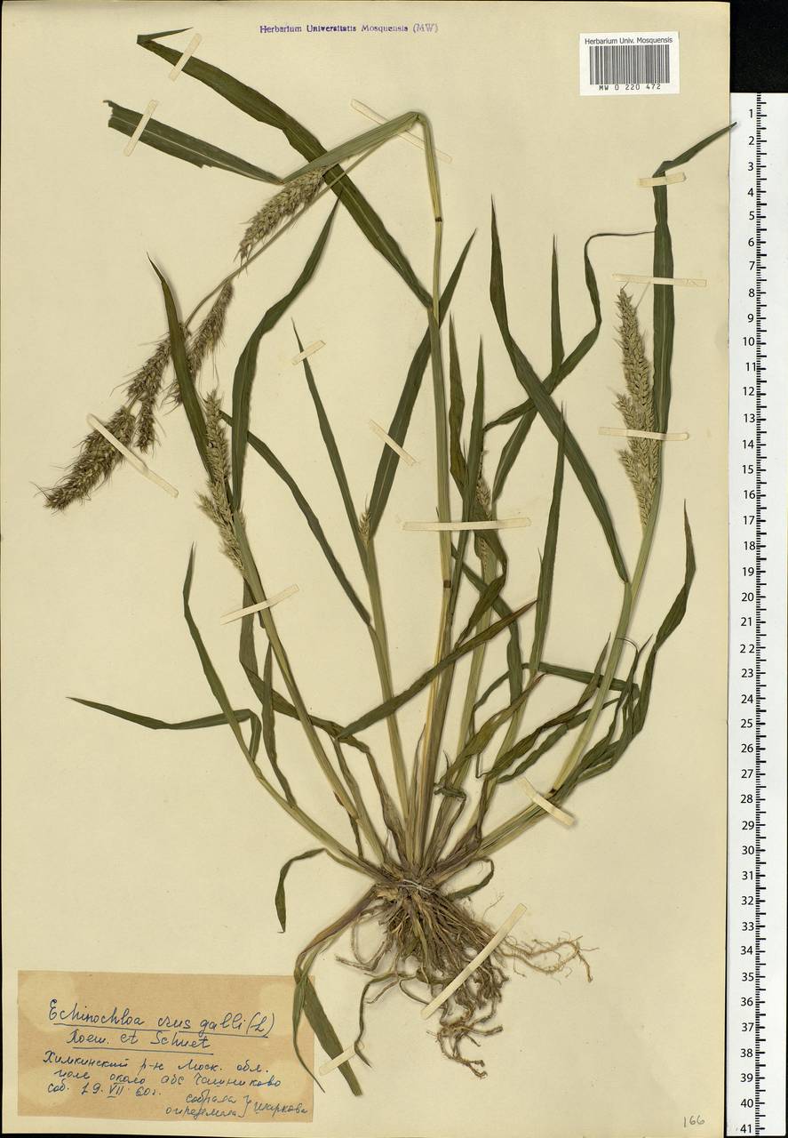 Echinochloa crus-galli (L.) P.Beauv., Eastern Europe, Moscow region (E4a) (Russia)