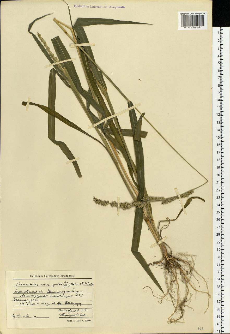 Echinochloa crus-galli (L.) P.Beauv., Eastern Europe, Moscow region (E4a) (Russia)