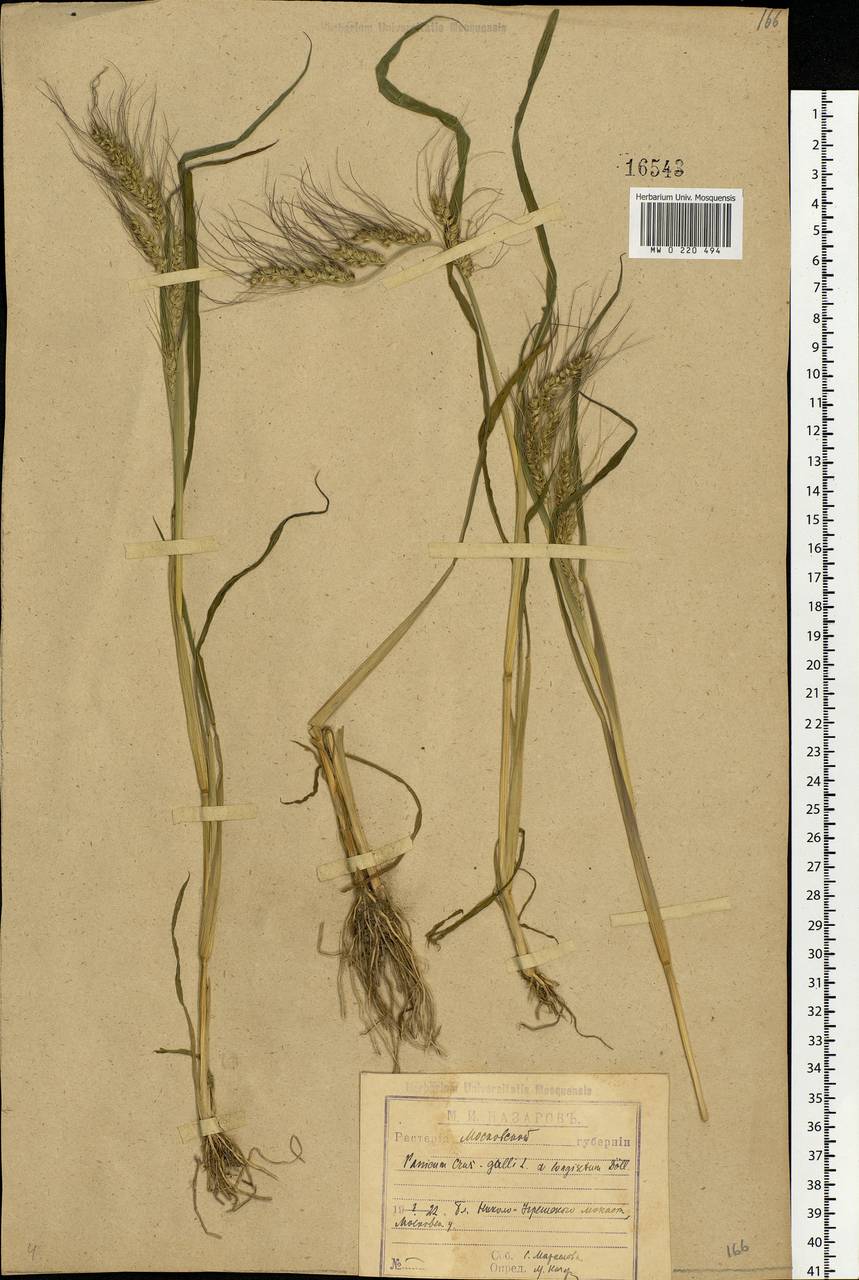 Echinochloa crus-galli (L.) P.Beauv., Eastern Europe, Moscow region (E4a) (Russia)