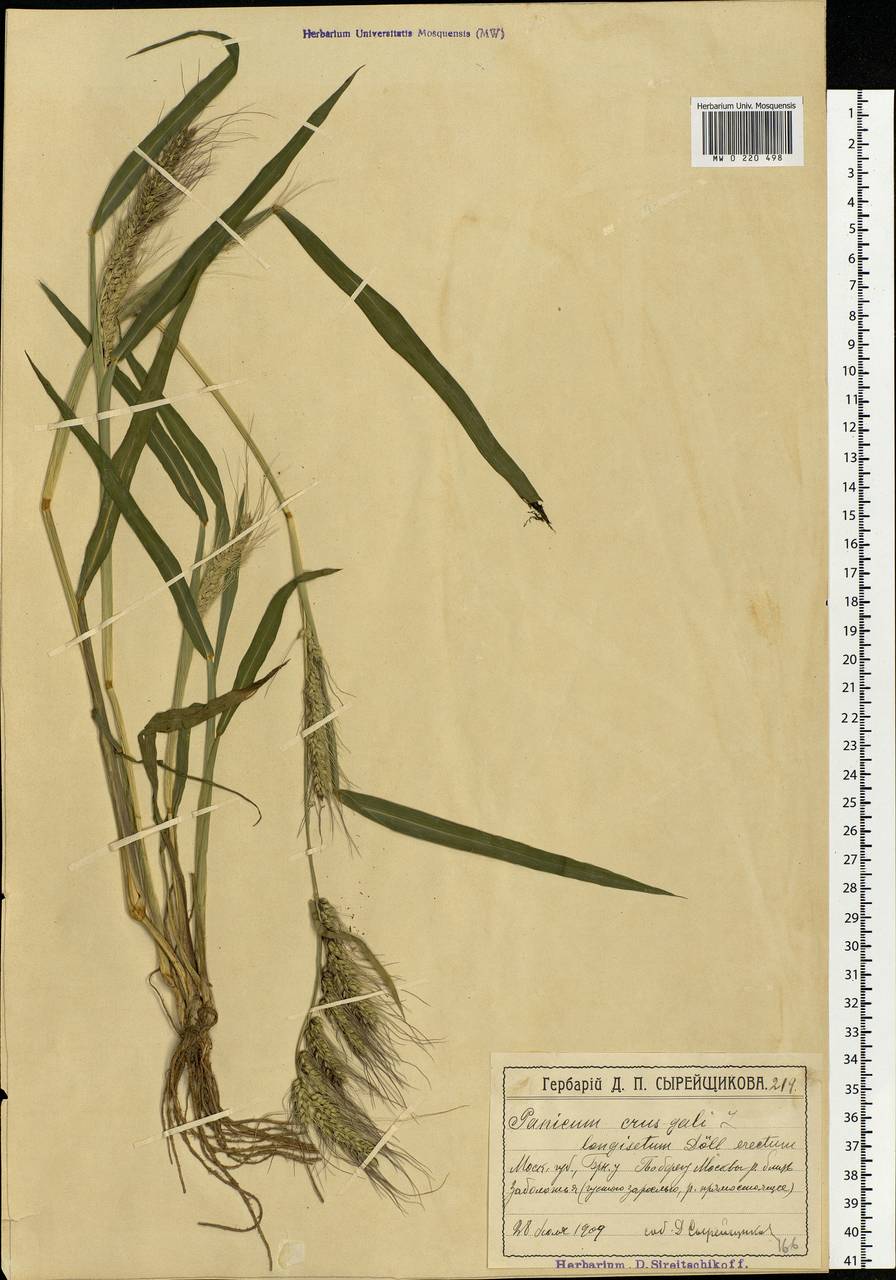 Echinochloa crus-galli (L.) P.Beauv., Eastern Europe, Moscow region (E4a) (Russia)