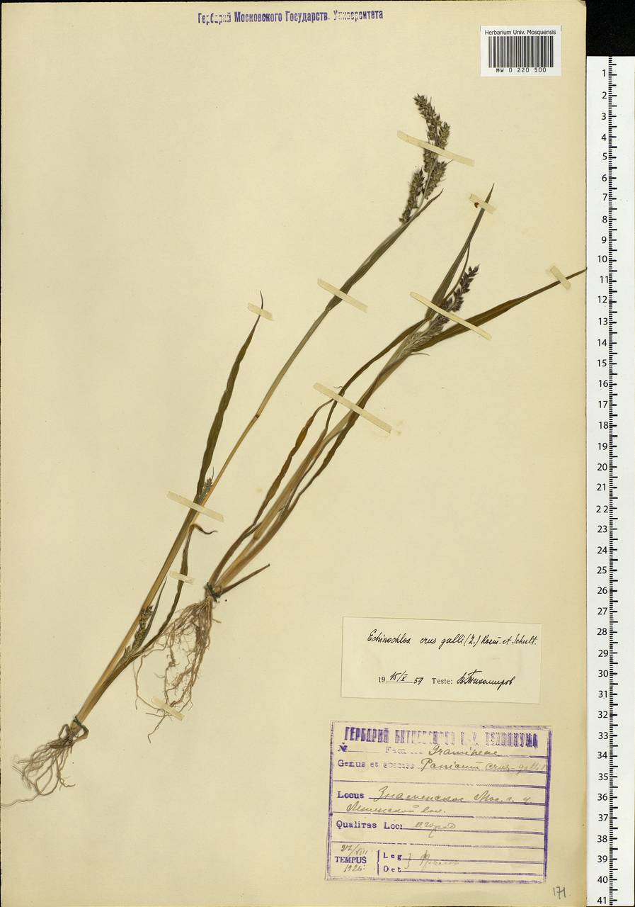 Echinochloa crus-galli (L.) P.Beauv., Eastern Europe, Moscow region (E4a) (Russia)