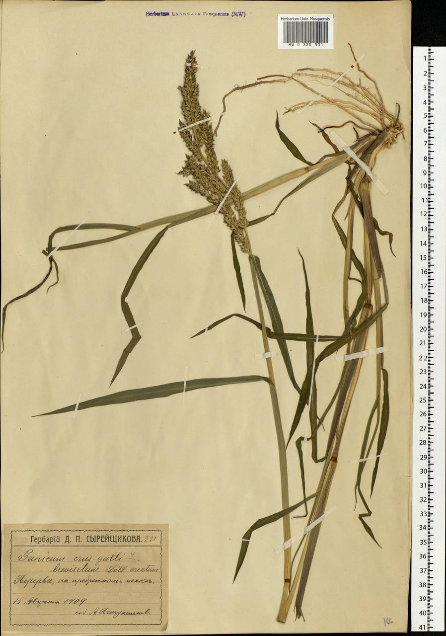 Echinochloa crus-galli (L.) P.Beauv., Eastern Europe, Moscow region (E4a) (Russia)