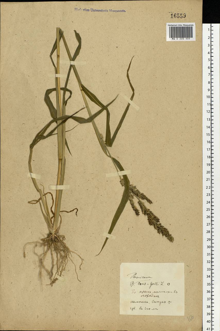 Echinochloa crus-galli (L.) P.Beauv., Eastern Europe, Moscow region (E4a) (Russia)