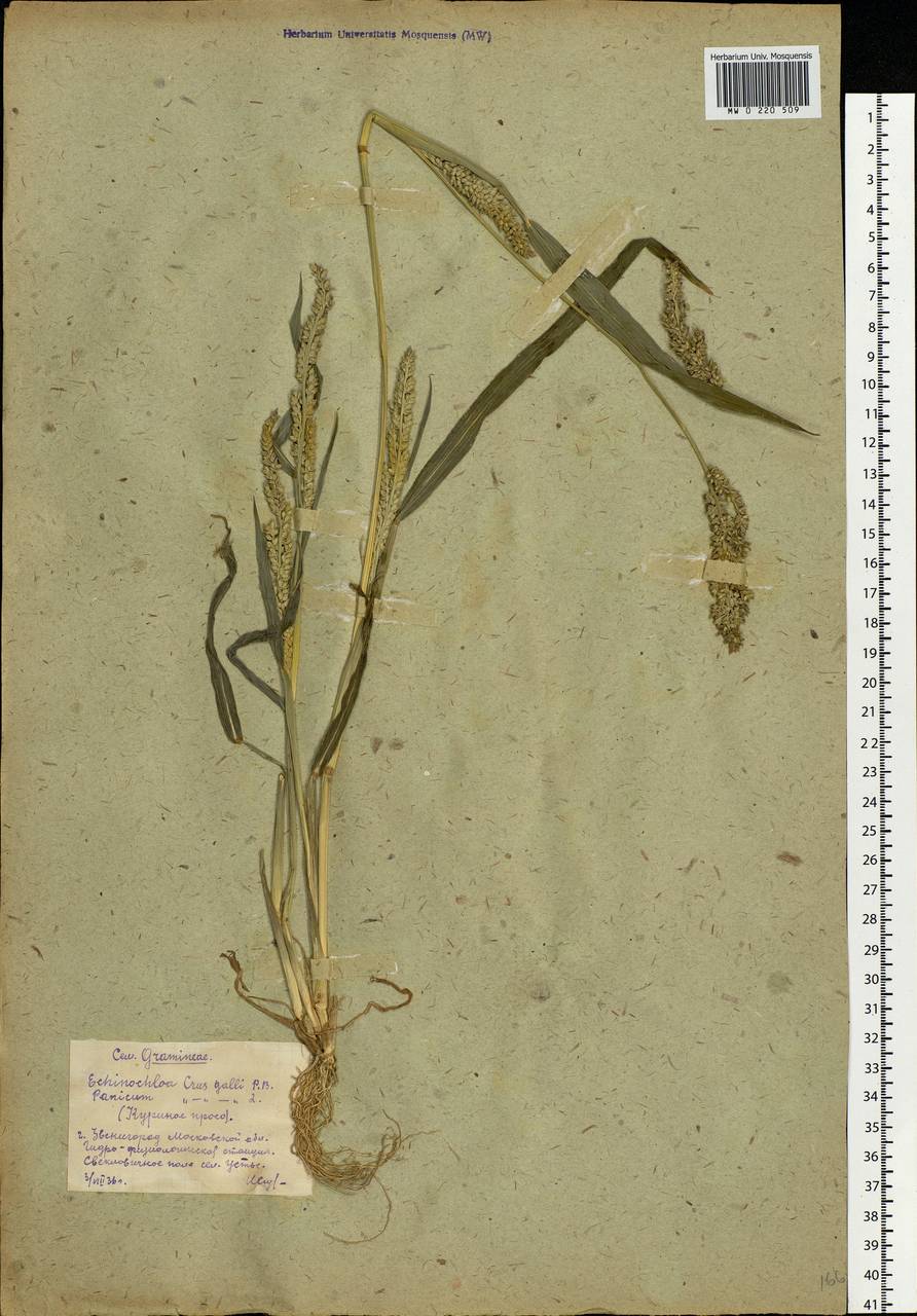 Echinochloa crus-galli (L.) P.Beauv., Eastern Europe, Moscow region (E4a) (Russia)