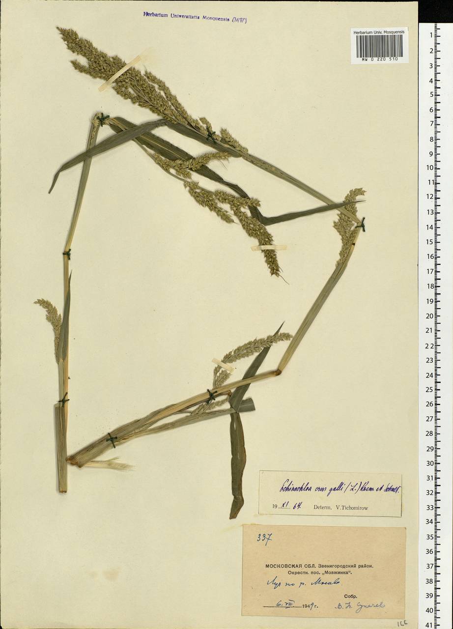 Echinochloa crus-galli (L.) P.Beauv., Eastern Europe, Moscow region (E4a) (Russia)