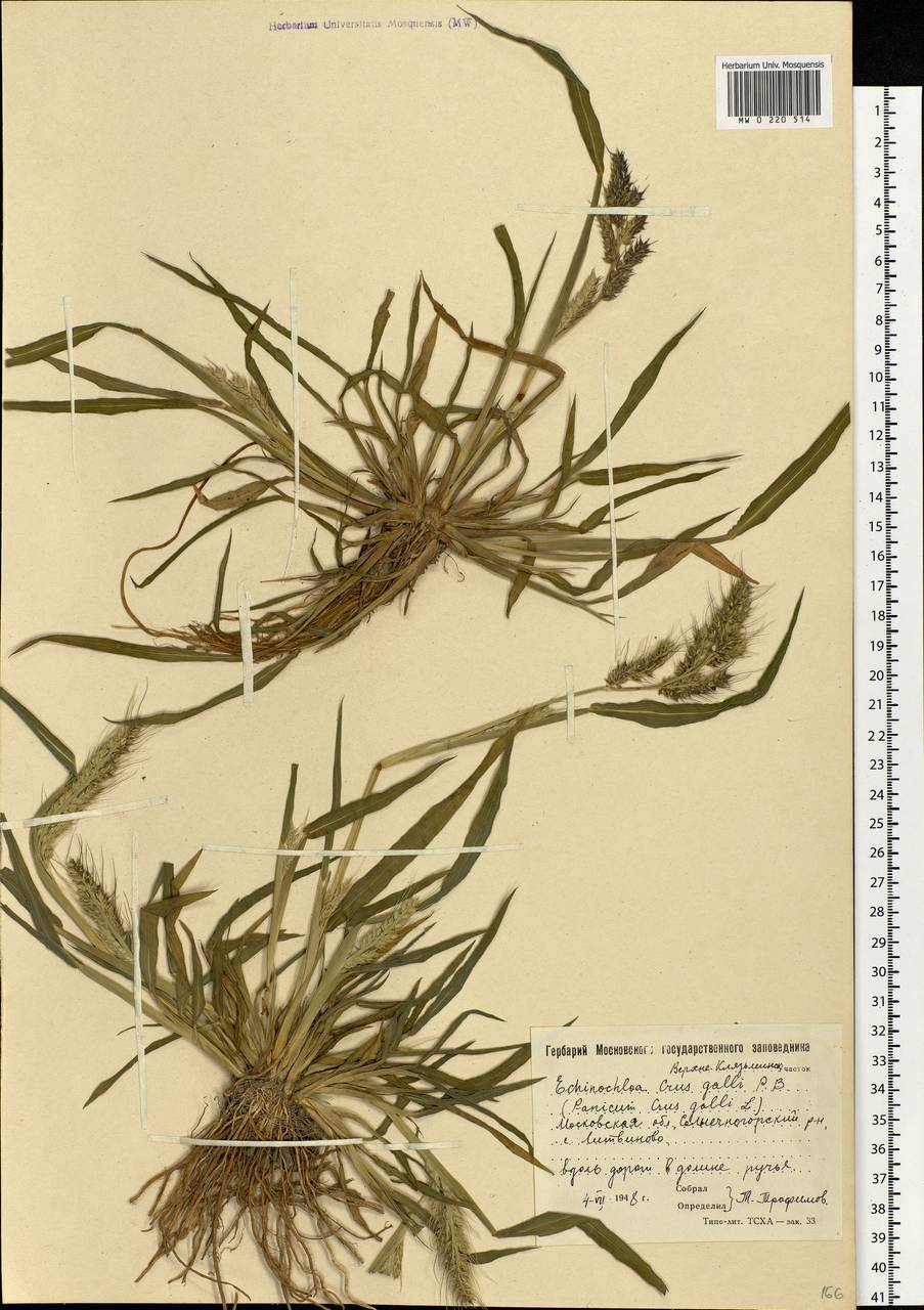 Echinochloa crus-galli (L.) P.Beauv., Eastern Europe, Moscow region (E4a) (Russia)
