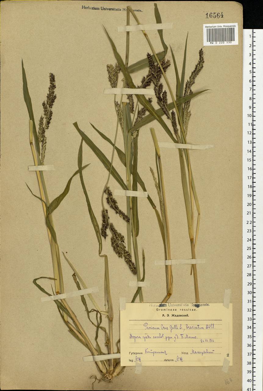 Echinochloa crus-galli (L.) P.Beauv., Eastern Europe, Volga-Kama region (E7) (Russia)