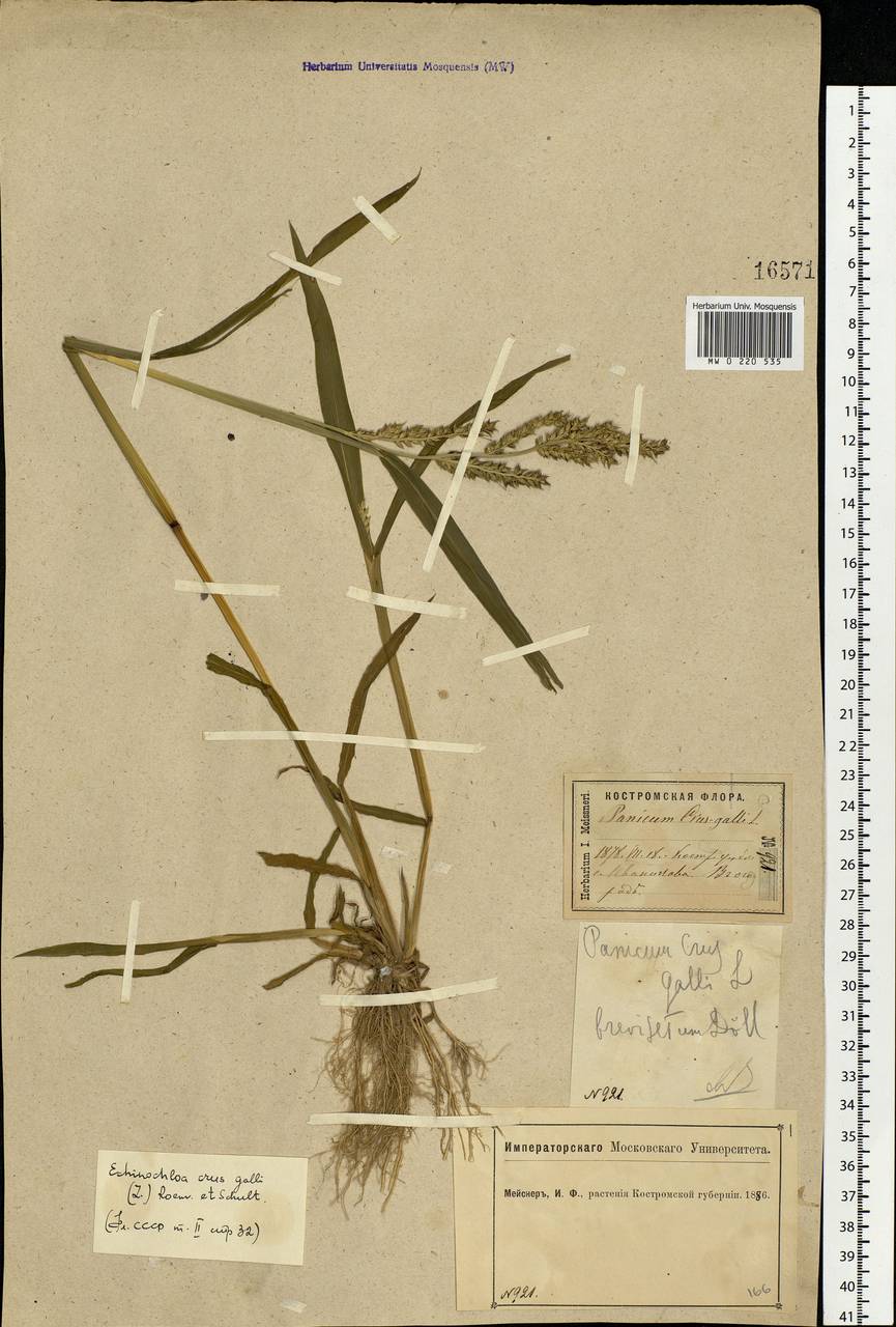 Echinochloa crus-galli (L.) P.Beauv., Eastern Europe, Central forest region (E5) (Russia)