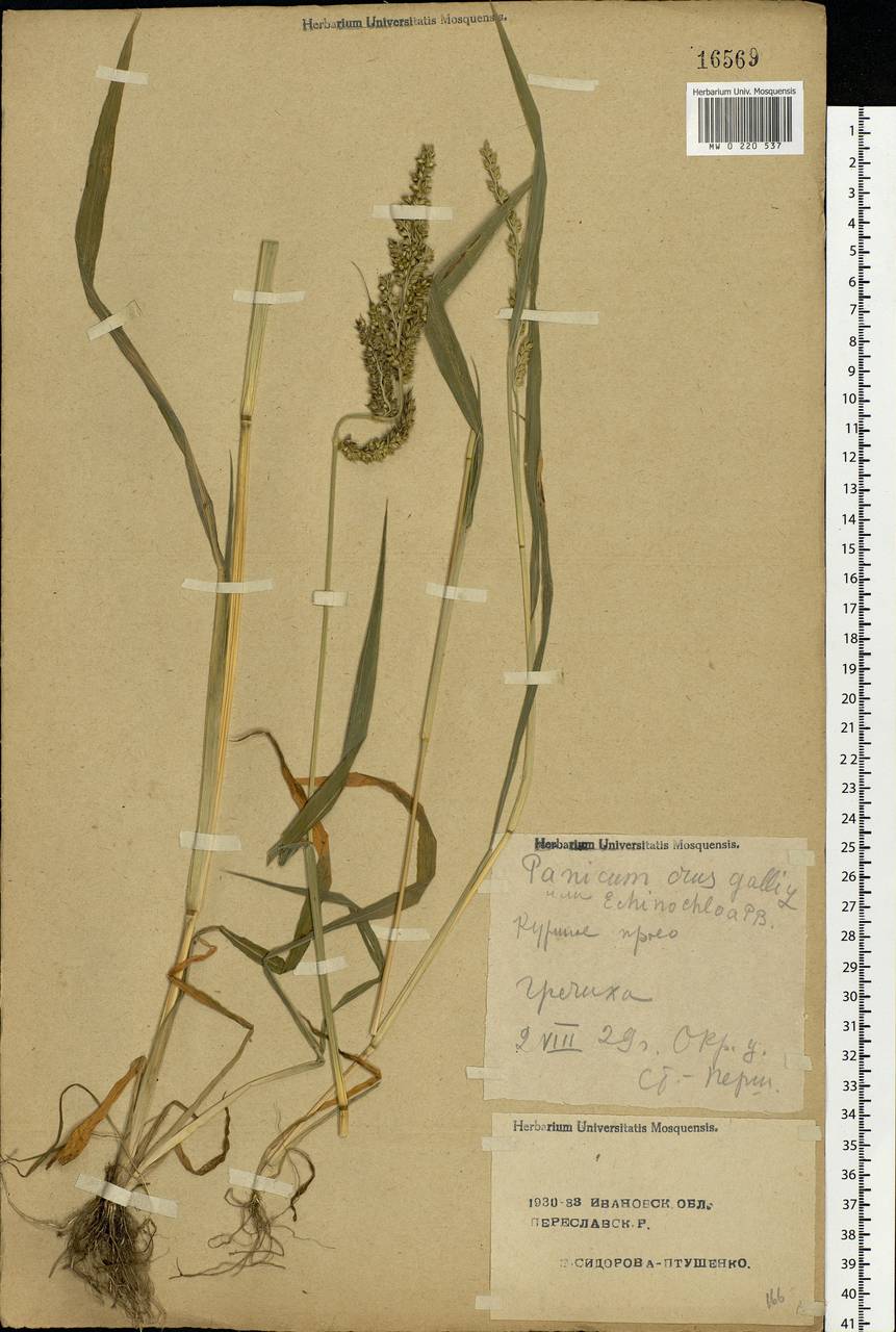 Echinochloa crus-galli (L.) P.Beauv., Eastern Europe, Central forest region (E5) (Russia)