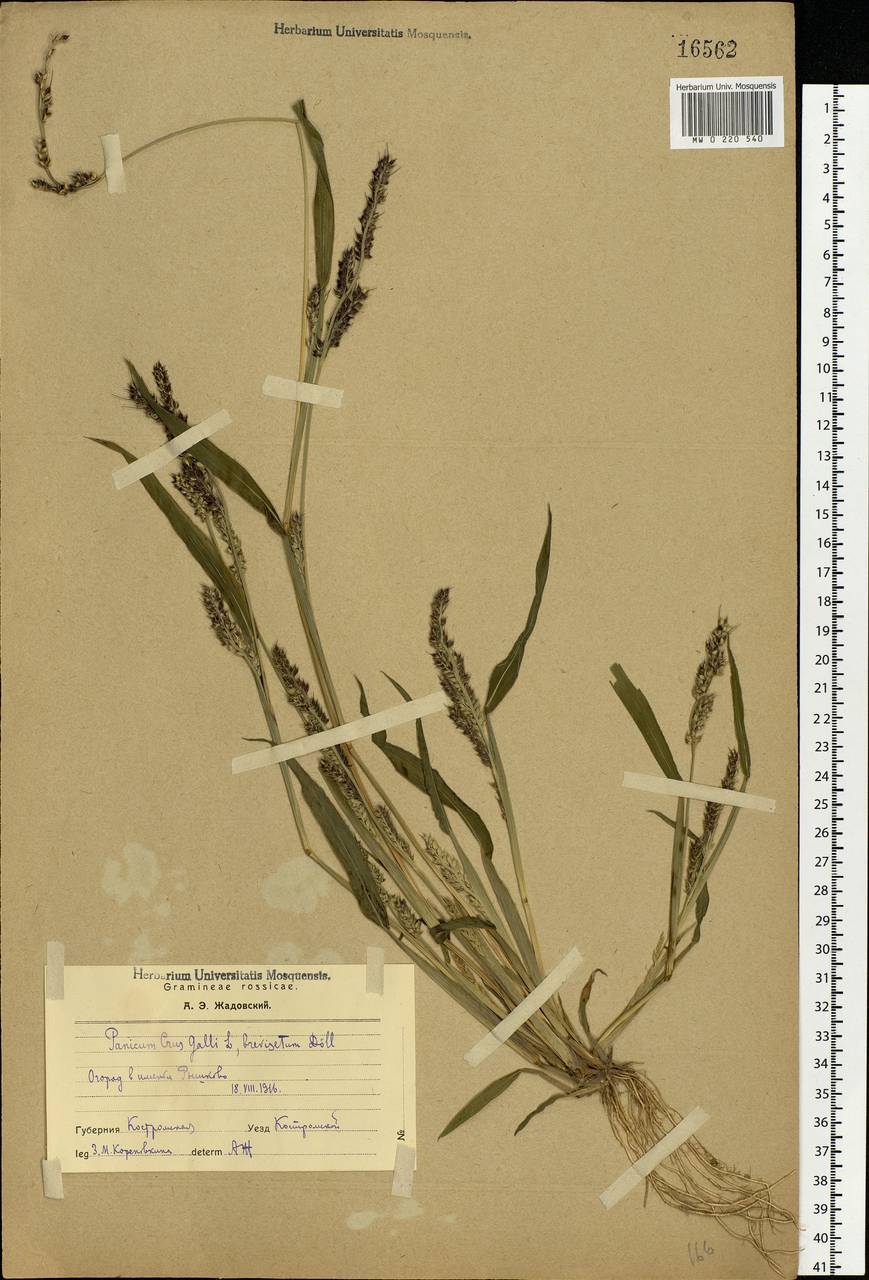 Echinochloa crus-galli (L.) P.Beauv., Eastern Europe, Central forest region (E5) (Russia)