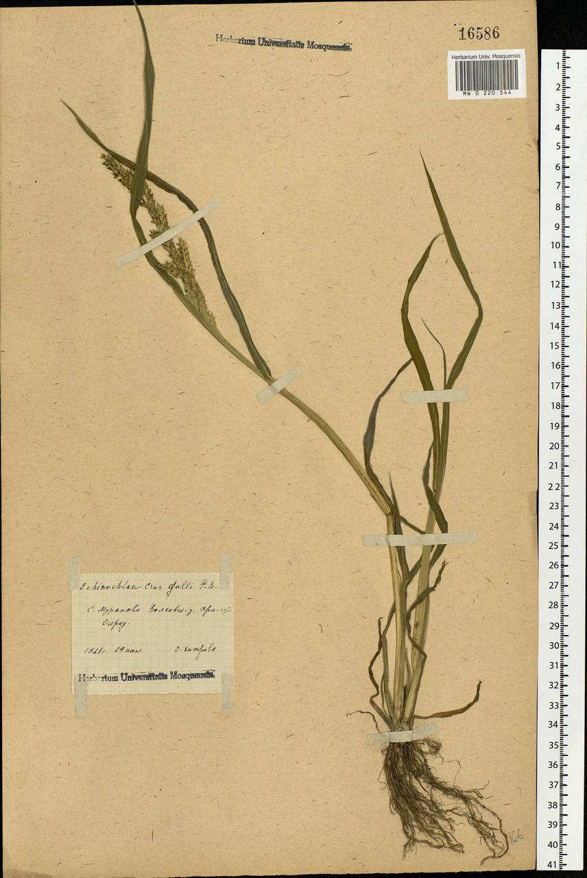 Echinochloa crus-galli (L.) P.Beauv., Eastern Europe, Central forest-and-steppe region (E6) (Russia)