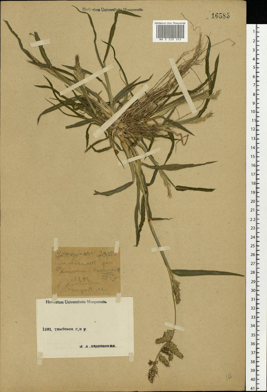 Echinochloa crus-galli (L.) P.Beauv., Eastern Europe, Central forest-and-steppe region (E6) (Russia)
