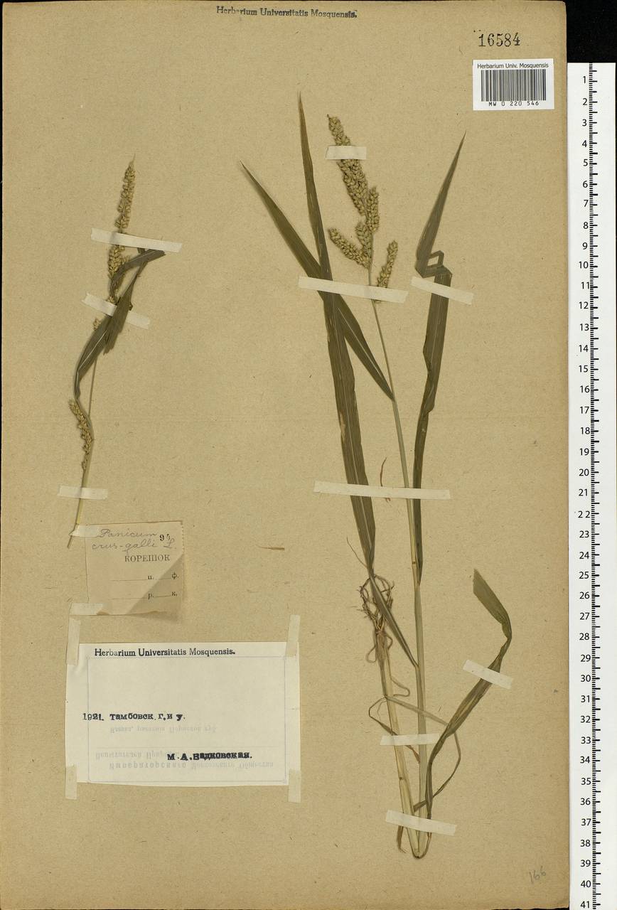 Echinochloa crus-galli (L.) P.Beauv., Eastern Europe, Central forest-and-steppe region (E6) (Russia)