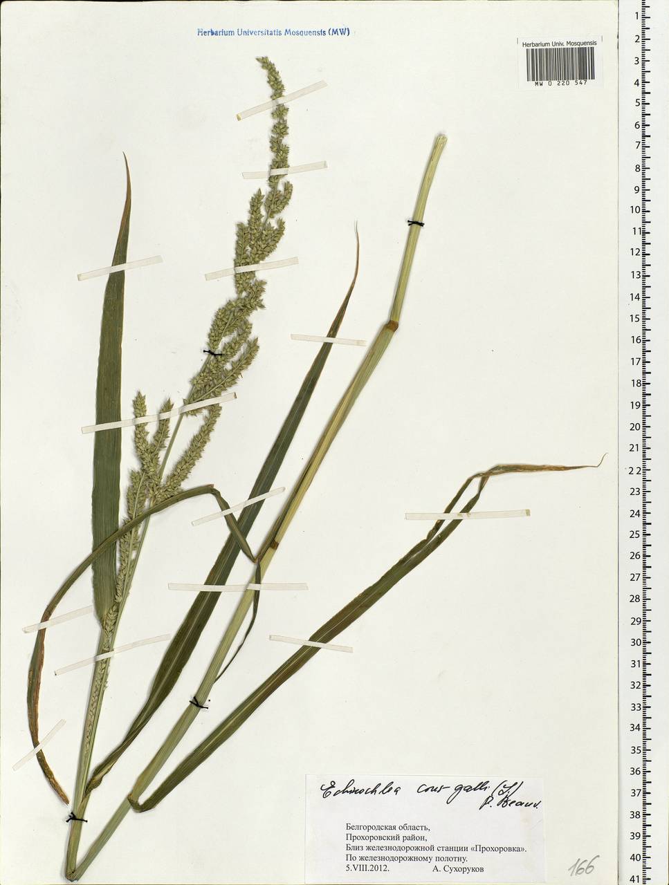 Echinochloa crus-galli (L.) P.Beauv., Eastern Europe, Central forest-and-steppe region (E6) (Russia)