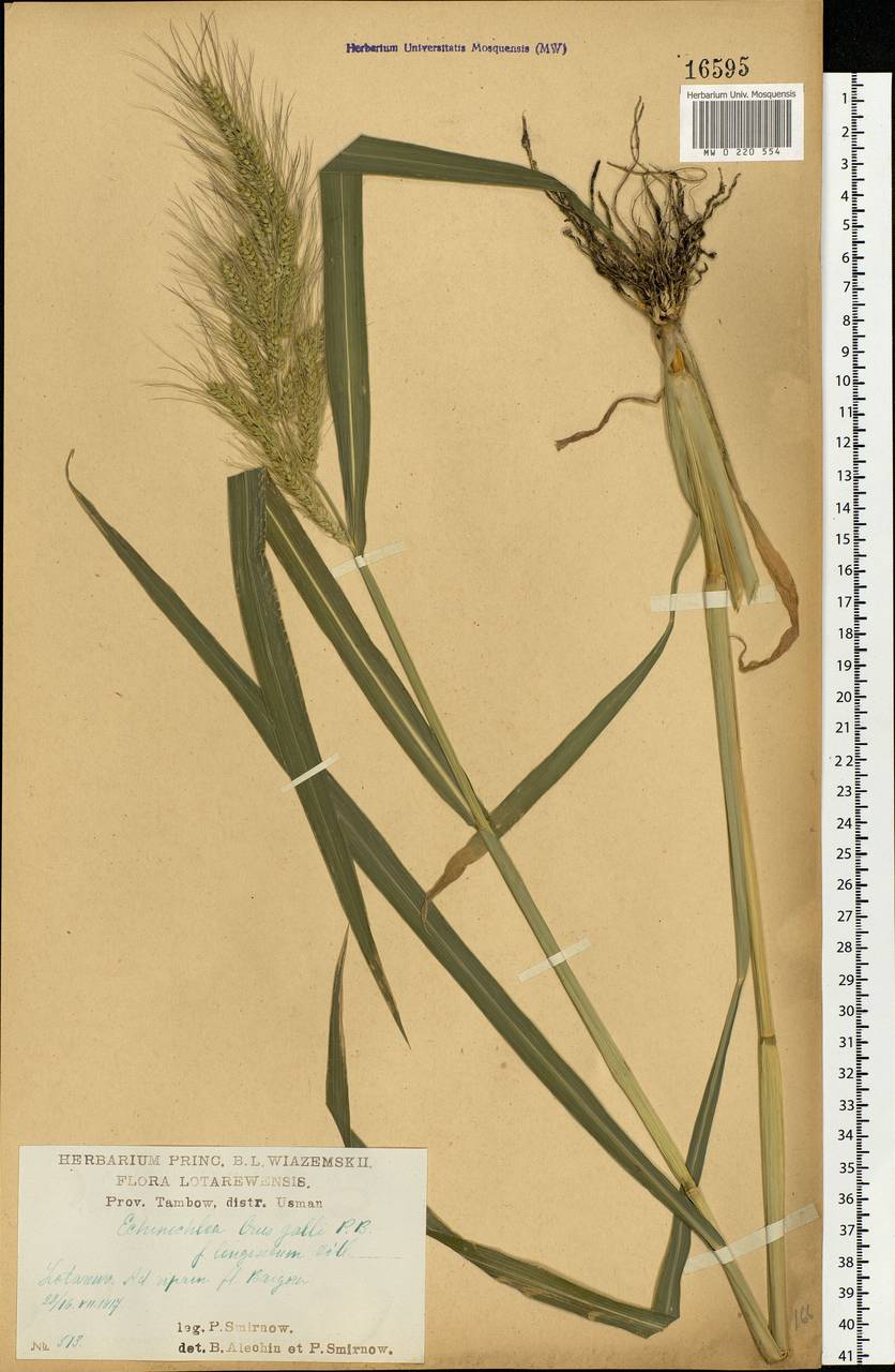 Echinochloa crus-galli (L.) P.Beauv., Eastern Europe, Central forest-and-steppe region (E6) (Russia)