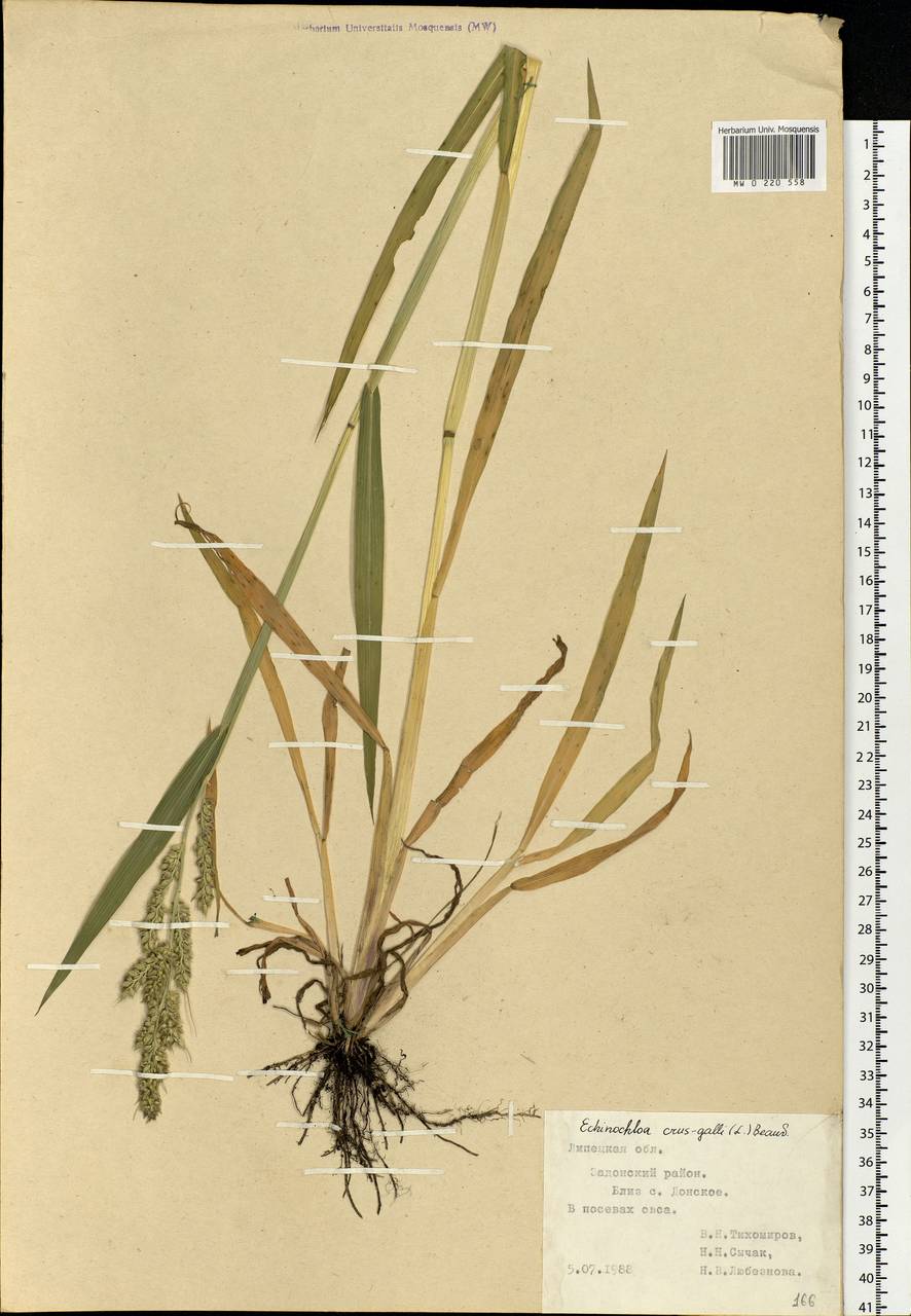 Echinochloa crus-galli (L.) P.Beauv., Eastern Europe, Central forest-and-steppe region (E6) (Russia)