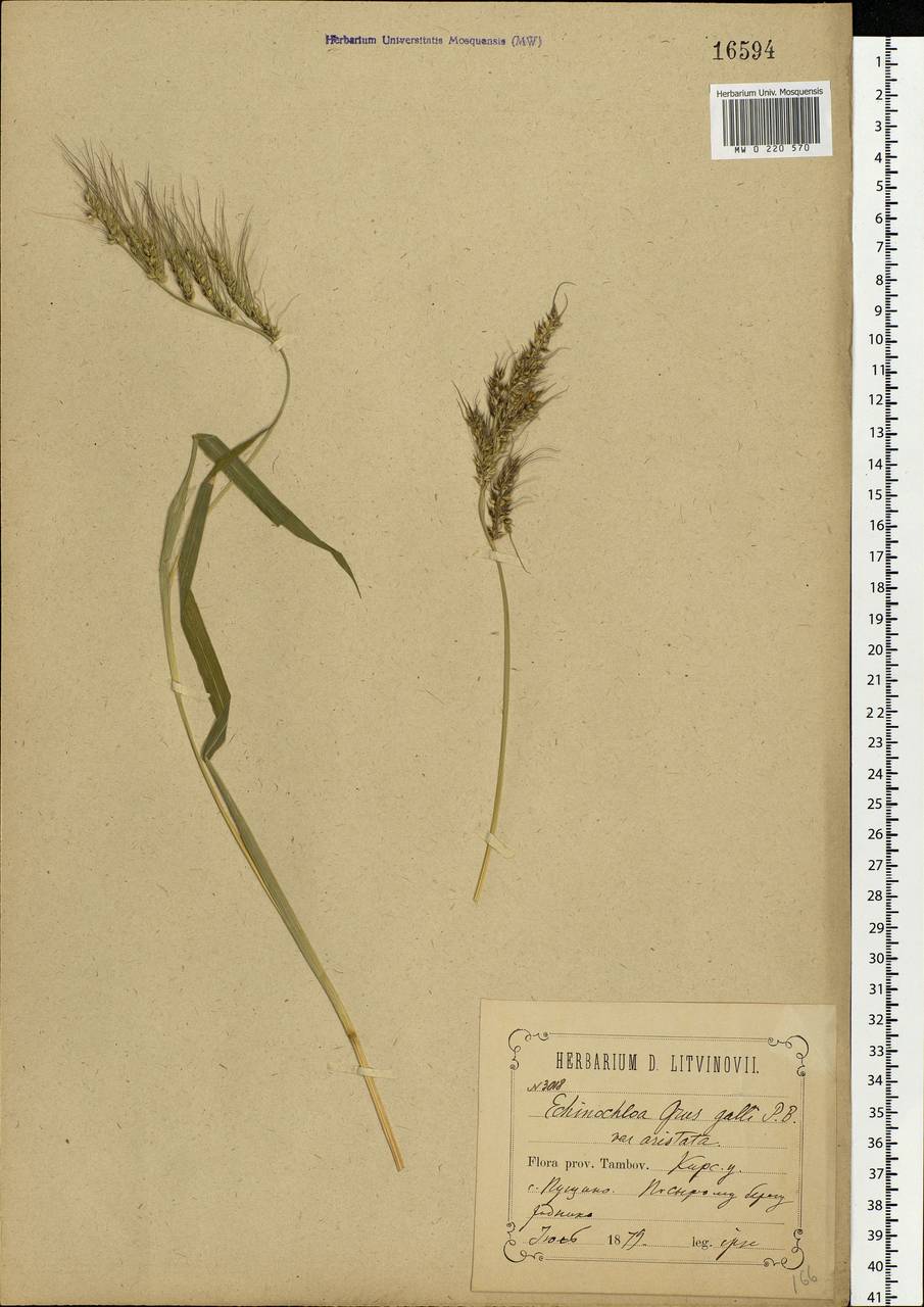 Echinochloa crus-galli (L.) P.Beauv., Eastern Europe, Central forest-and-steppe region (E6) (Russia)