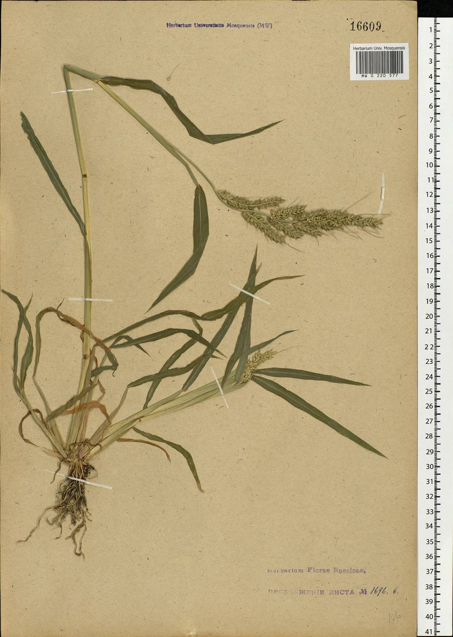 Echinochloa crus-galli (L.) P.Beauv., Eastern Europe, Central forest-and-steppe region (E6) (Russia)