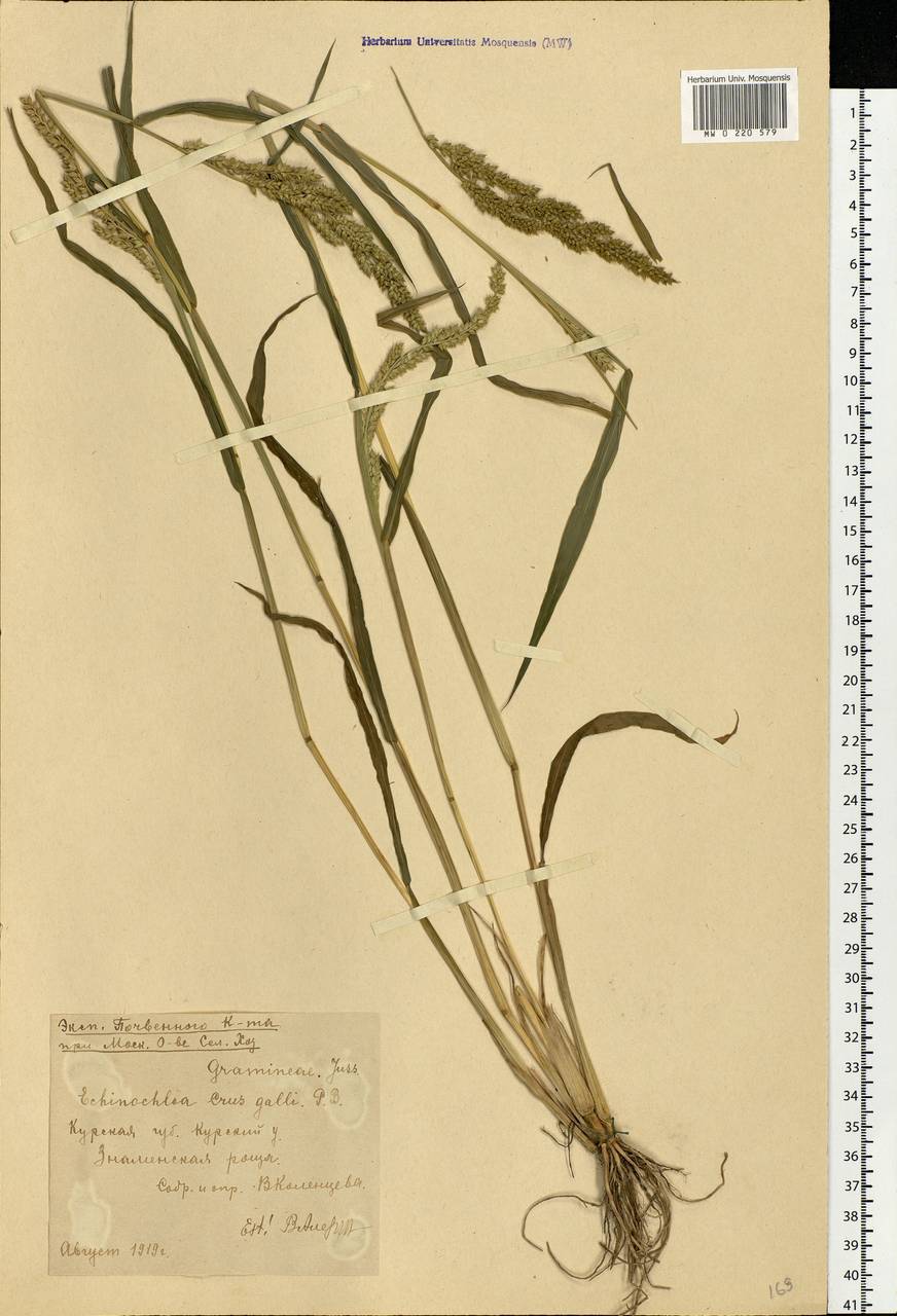 Echinochloa crus-galli (L.) P.Beauv., Eastern Europe, Central forest-and-steppe region (E6) (Russia)