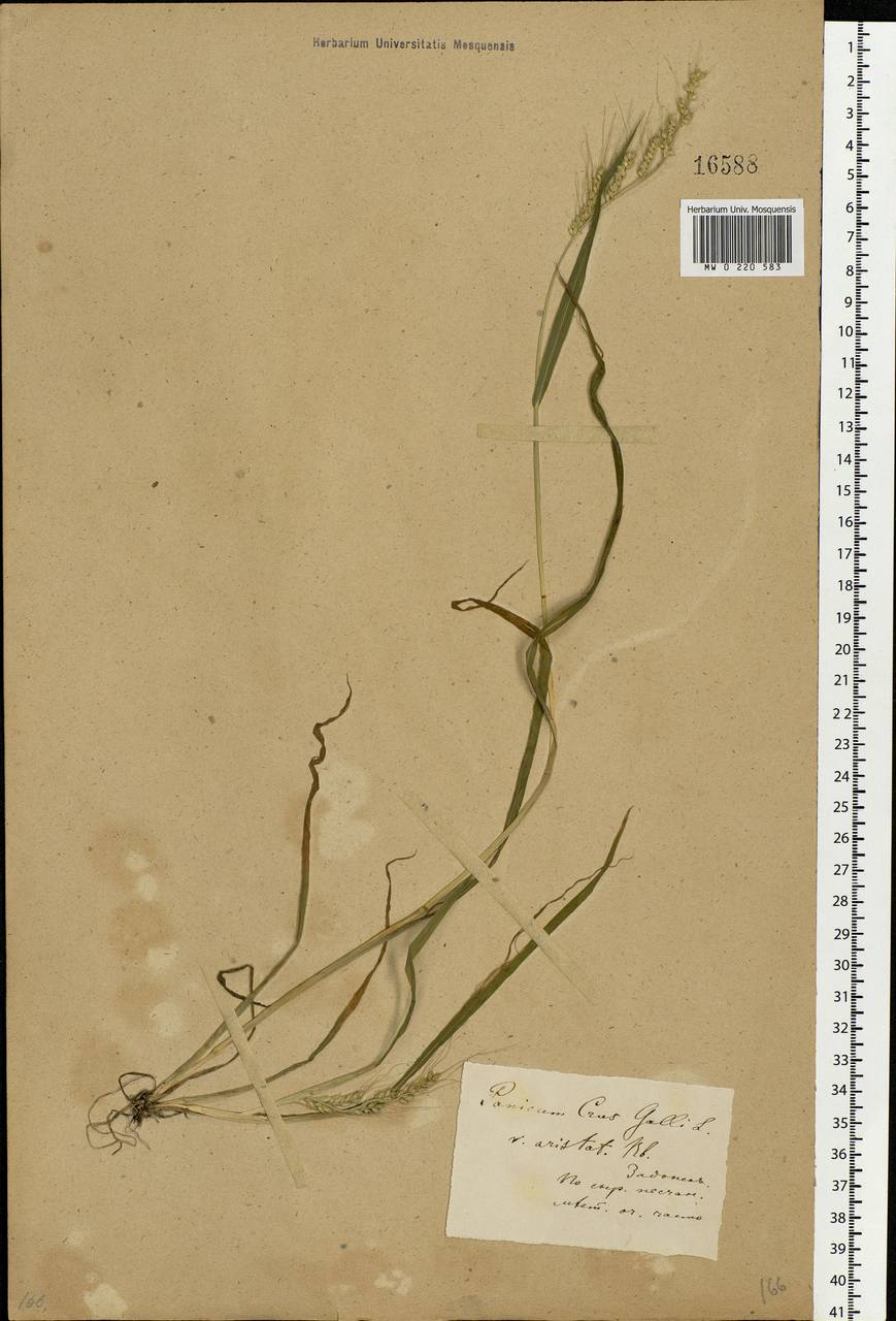 Echinochloa crus-galli (L.) P.Beauv., Eastern Europe, Central forest-and-steppe region (E6) (Russia)