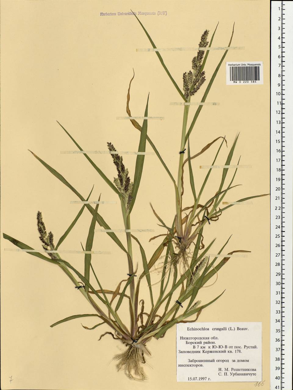 Echinochloa crus-galli (L.) P.Beauv., Eastern Europe, Volga-Kama region (E7) (Russia)