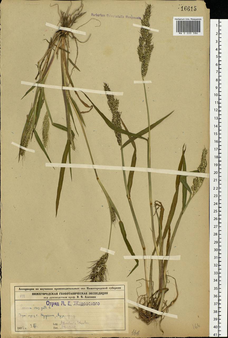 Echinochloa crus-galli (L.) P.Beauv., Eastern Europe, Volga-Kama region (E7) (Russia)