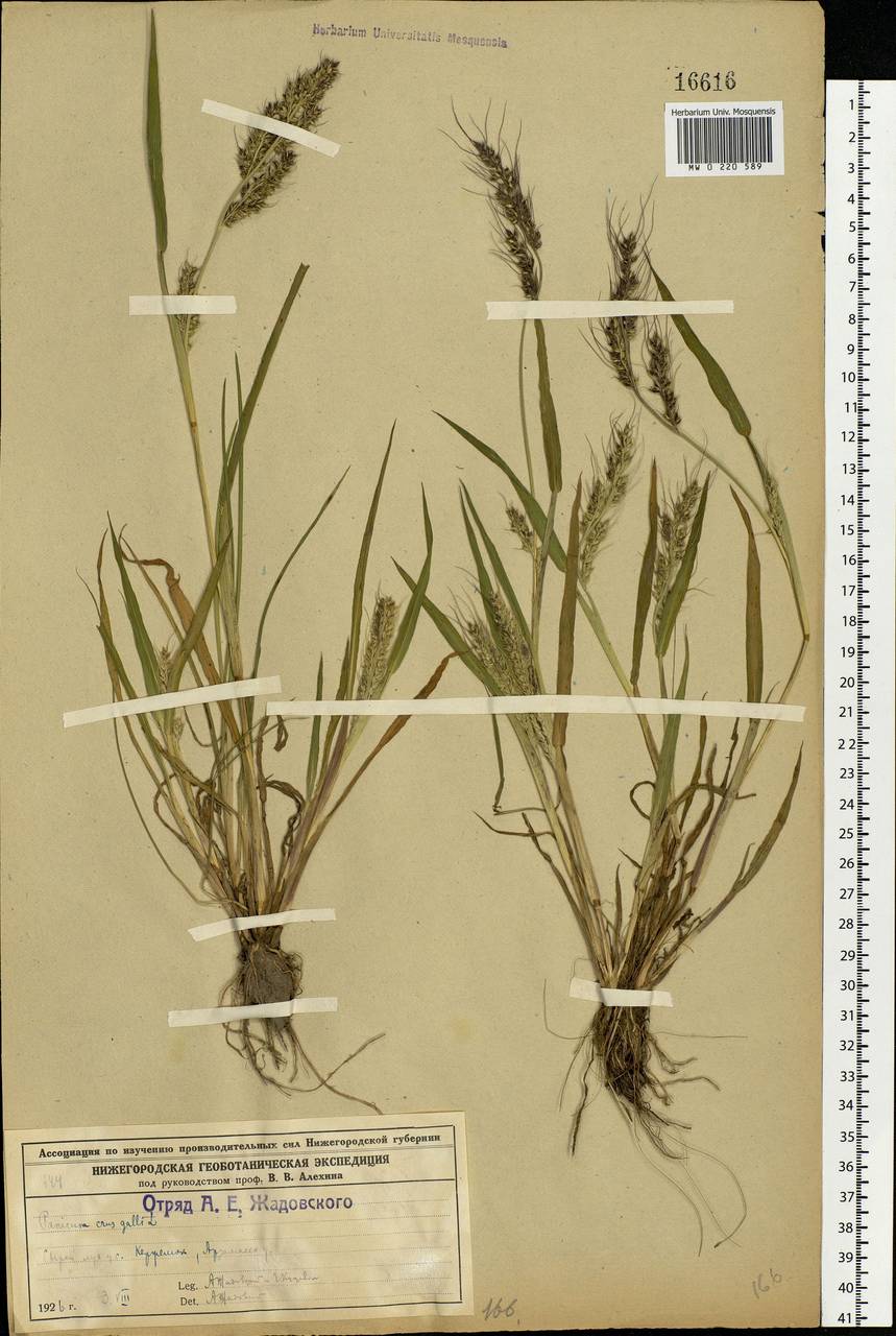 Echinochloa crus-galli (L.) P.Beauv., Eastern Europe, Volga-Kama region (E7) (Russia)