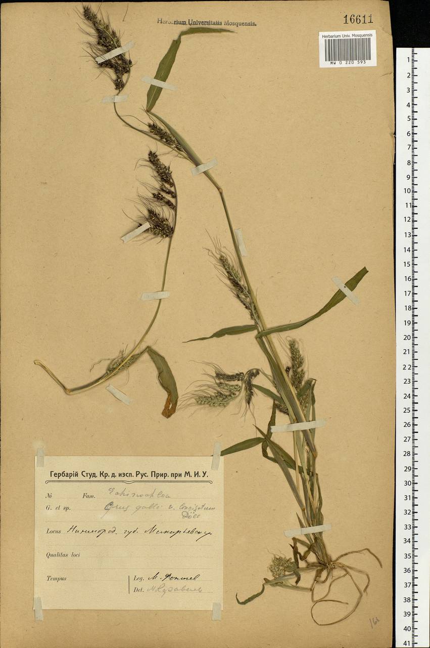 Echinochloa crus-galli (L.) P.Beauv., Eastern Europe, Volga-Kama region (E7) (Russia)