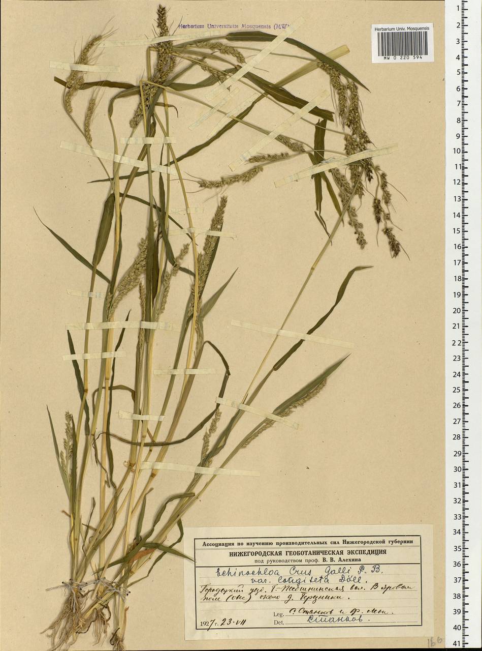 Echinochloa crus-galli (L.) P.Beauv., Eastern Europe, Volga-Kama region (E7) (Russia)