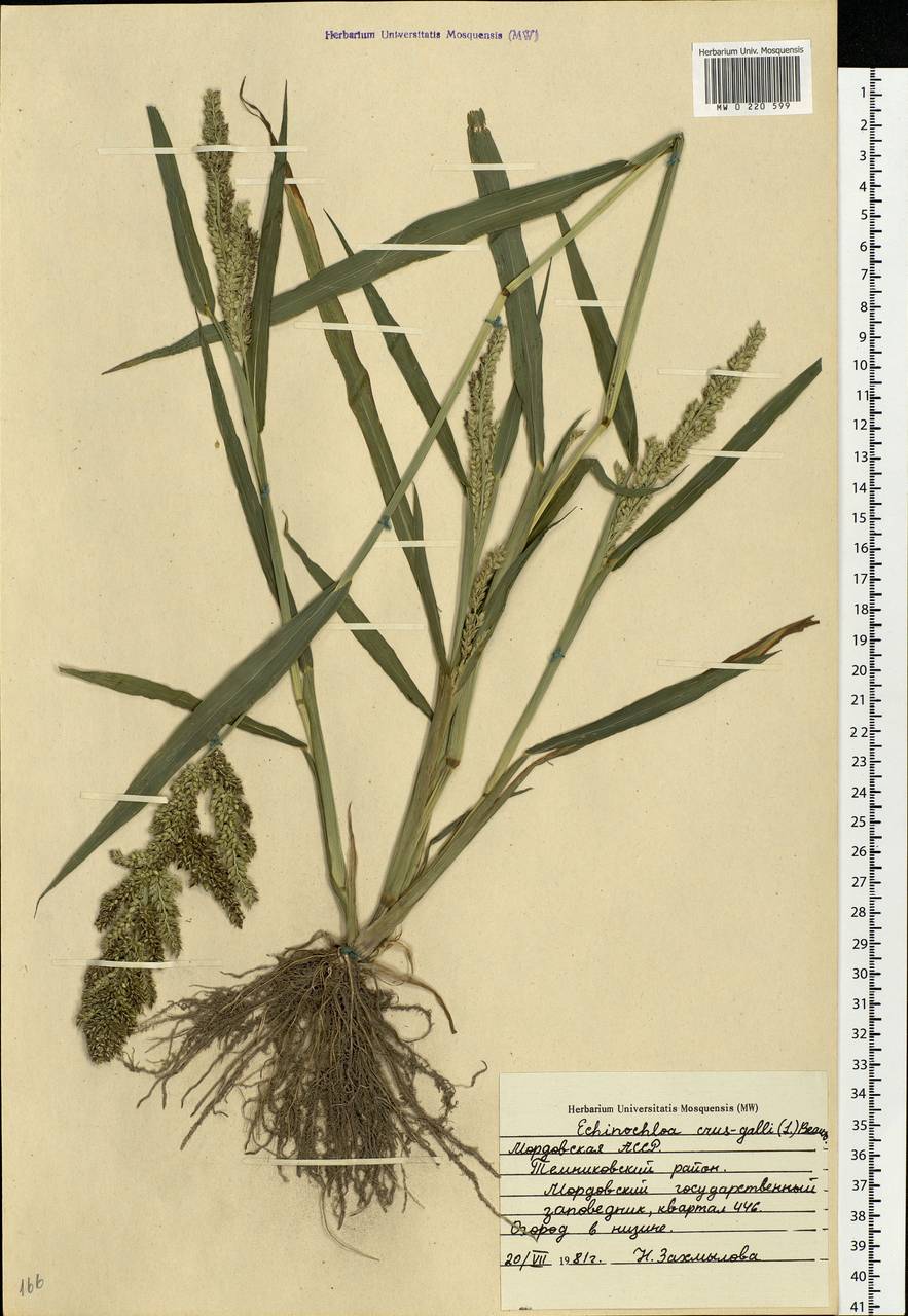 Echinochloa crus-galli (L.) P.Beauv., Eastern Europe, Middle Volga region (E8) (Russia)