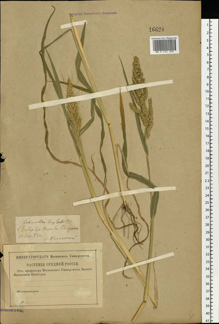 Echinochloa crus-galli (L.) P.Beauv., Eastern Europe, Middle Volga region (E8) (Russia)