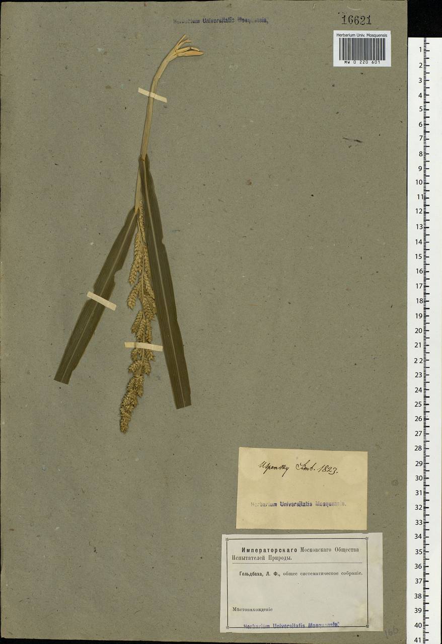 Echinochloa crus-galli (L.) P.Beauv., Eastern Europe, Middle Volga region (E8) (Russia)
