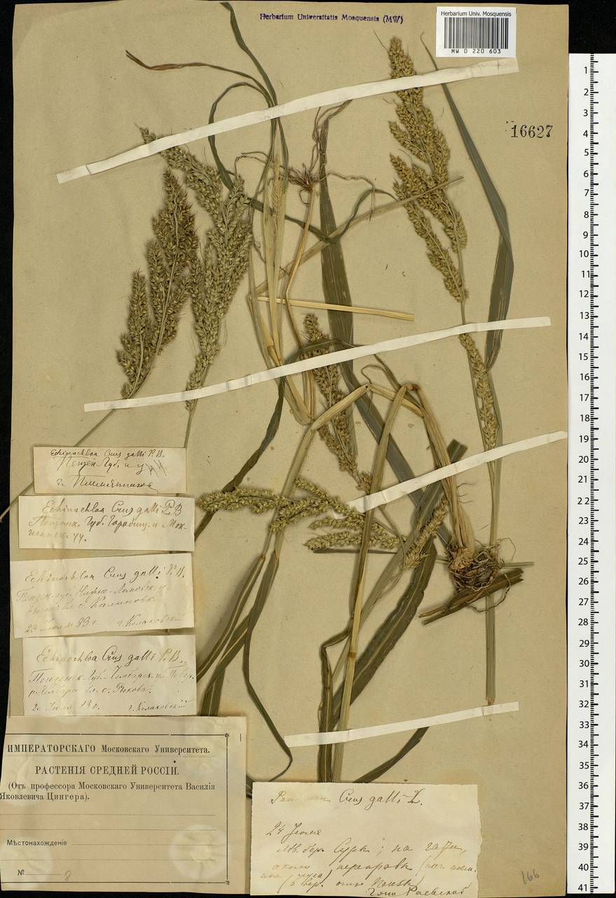 Echinochloa crus-galli (L.) P.Beauv., Eastern Europe, Middle Volga region (E8) (Russia)