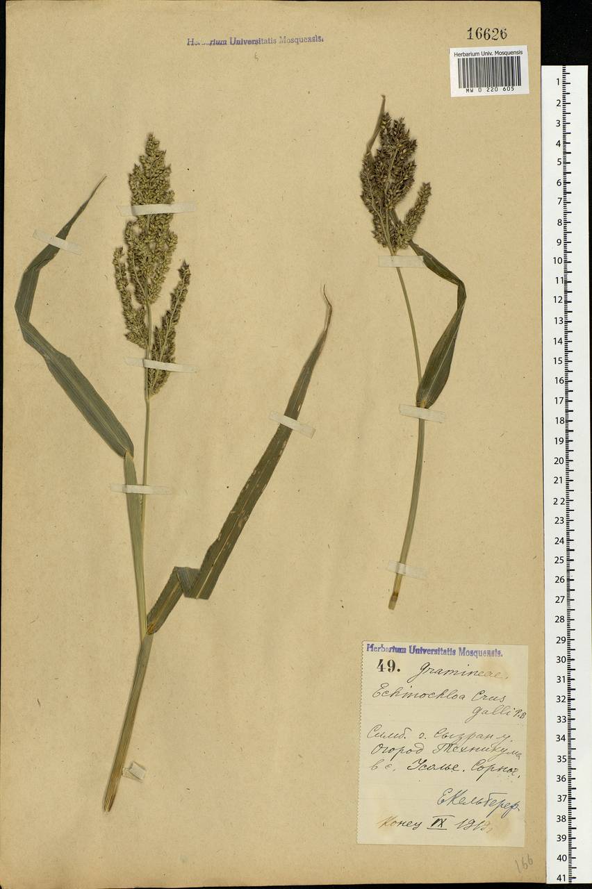 Echinochloa crus-galli (L.) P.Beauv., Eastern Europe, Middle Volga region (E8) (Russia)