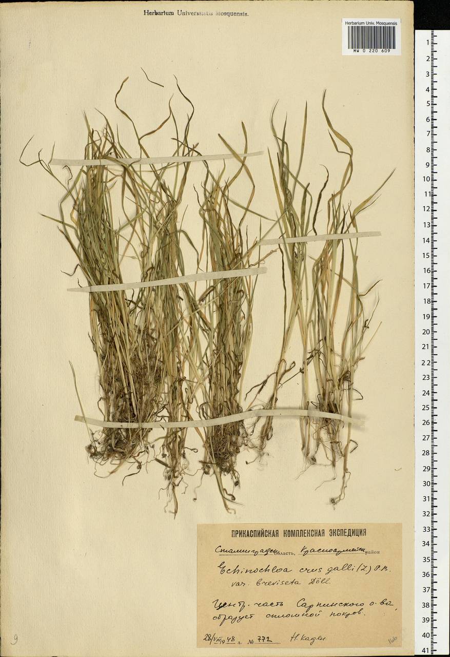 Echinochloa crus-galli (L.) P.Beauv., Eastern Europe, Lower Volga region (E9) (Russia)