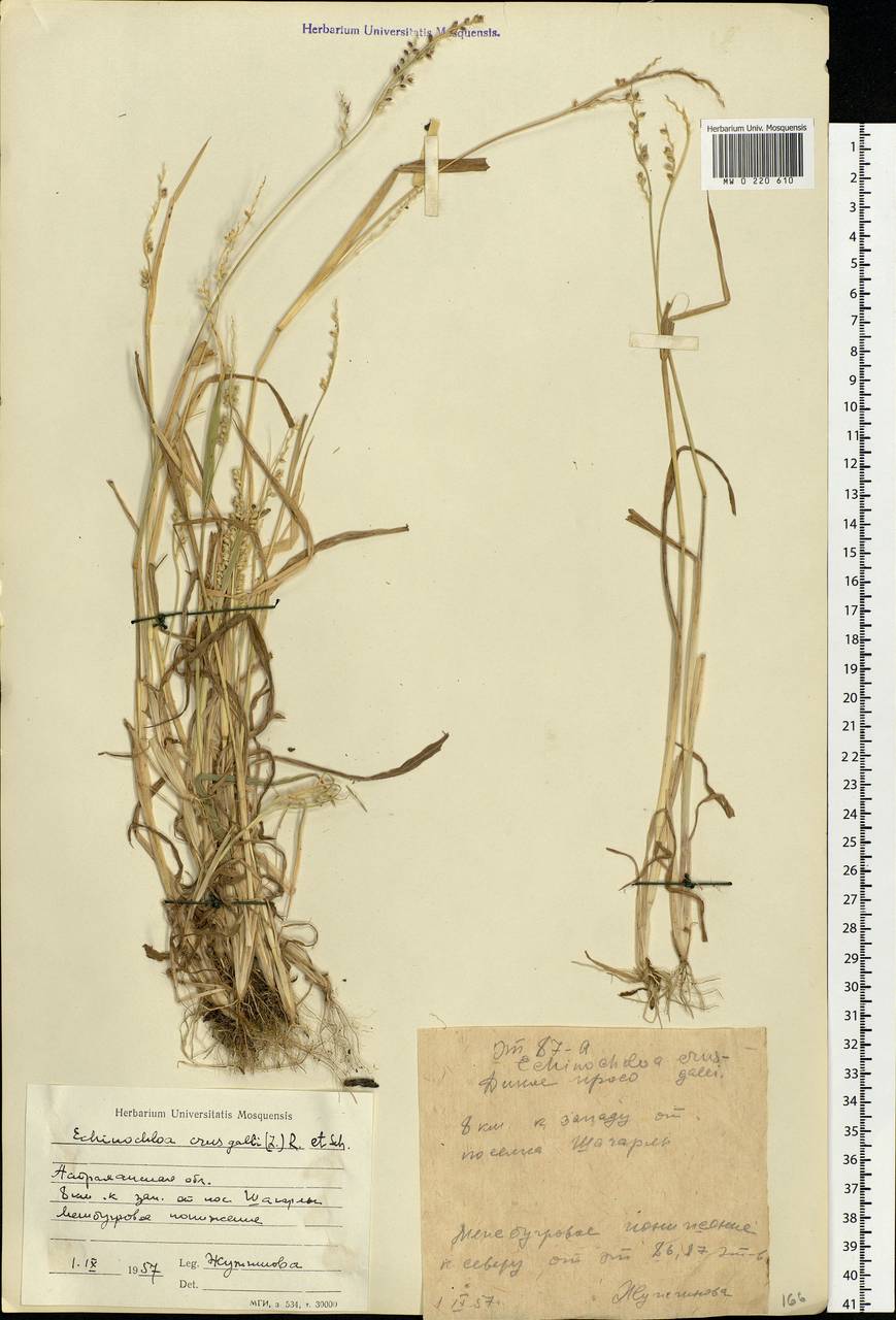 Echinochloa crus-galli (L.) P.Beauv., Eastern Europe, Lower Volga region (E9) (Russia)